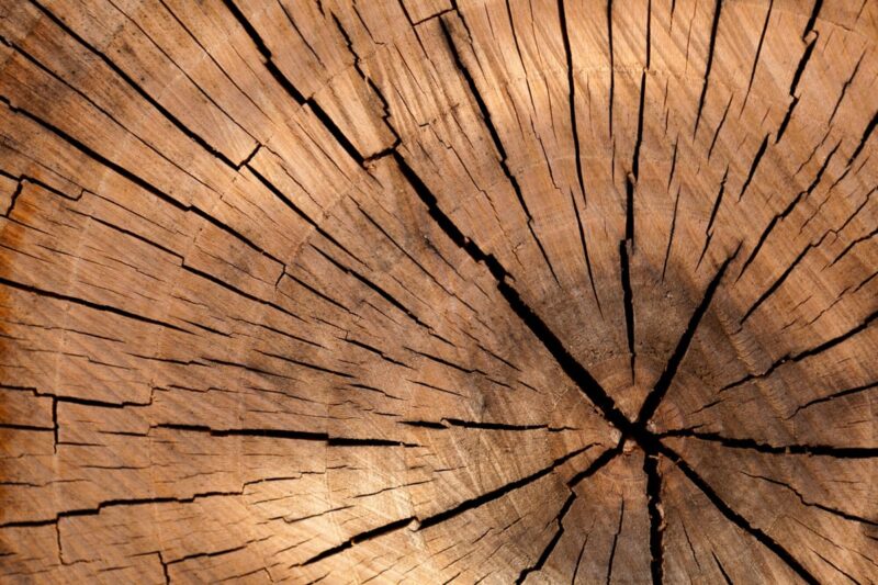 Close up cross section of a tree trunk