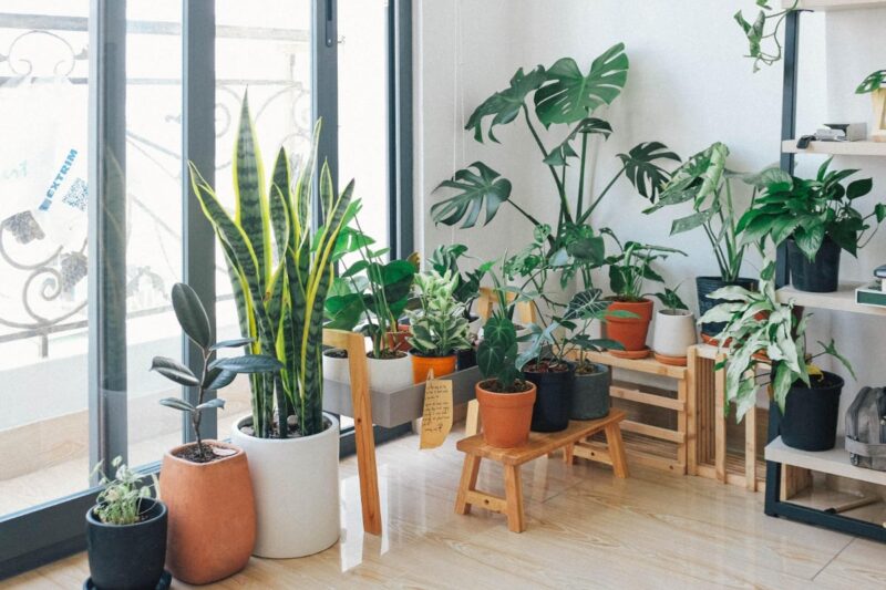 a variety of indoor plants sitting in front of a window