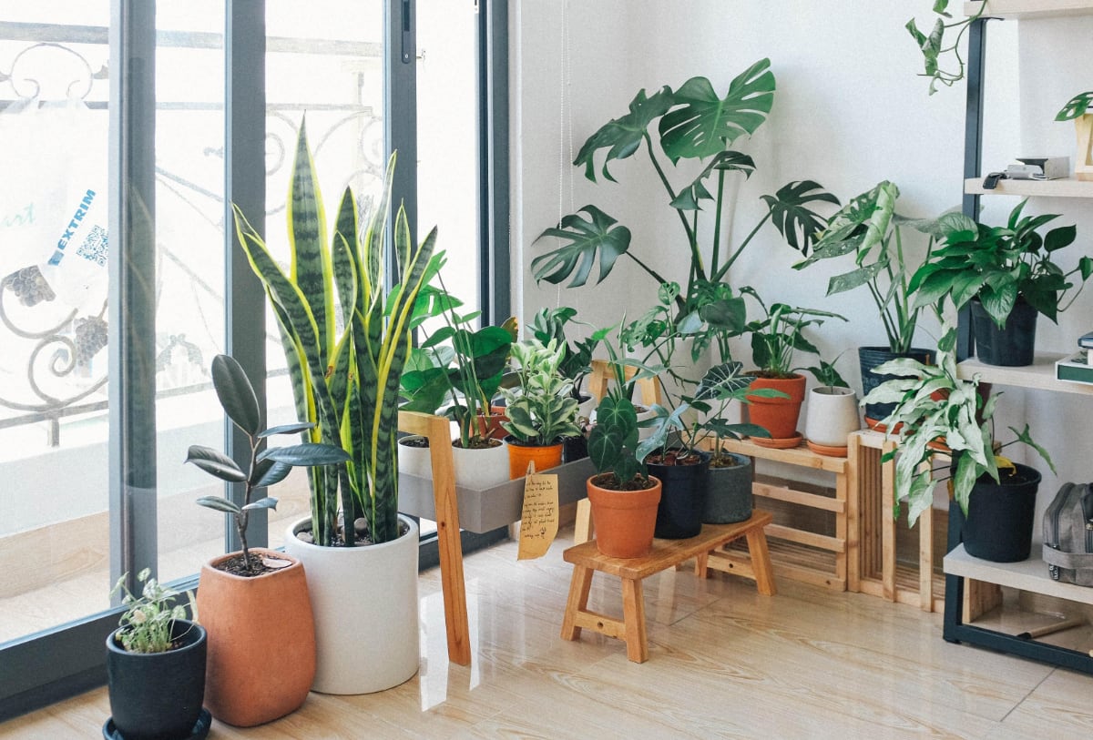 a variety of indoor plants sitting in front of a window